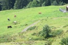 2017-club-ride-vorarlberg-088